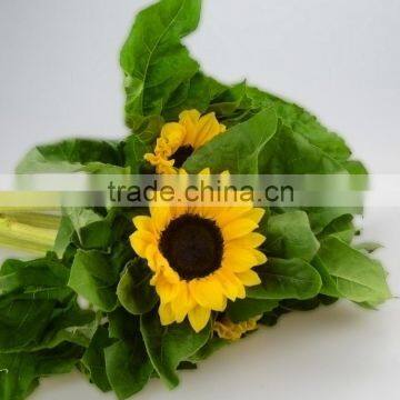 Popular hot-sale various fresh sunflower flowers