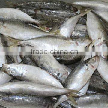 small eyes horse mackerel (Decapterus maruadsi)