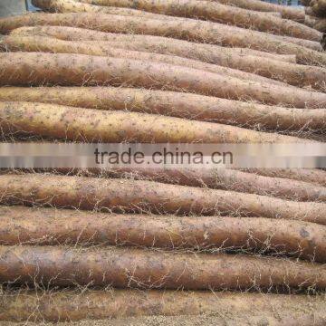 Fresh Chinese Yam for Sale photo-5