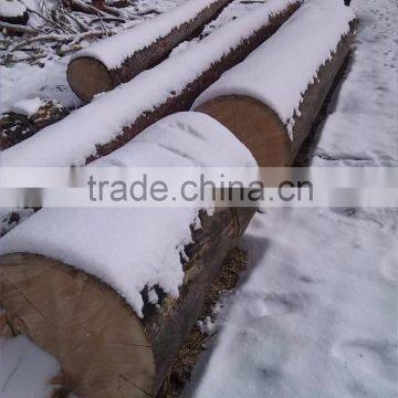 Pine birch logs FSC WOOD