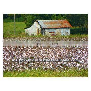 Raw Cotton