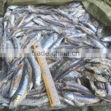 Chinese Frozen Anchovy Price