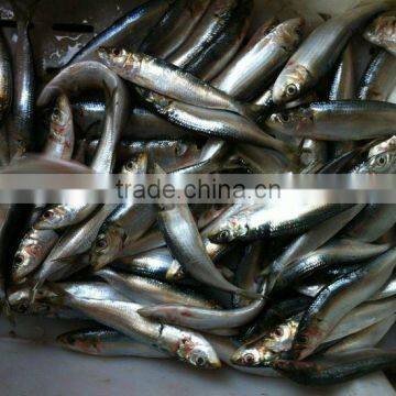 Frozen Sardinella