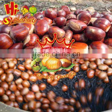 Organic Fresh Chestnuts Castanea Sativa Whole Chestnut