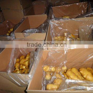 Competitive Price New Harvested Ginger With Mesh Bag Carton photo-6