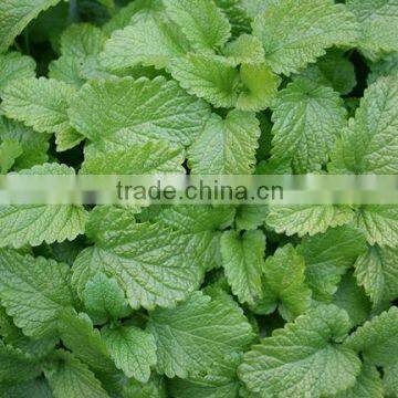 Lemon balm (Melissa officinalis) essential oil