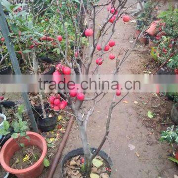 Malus Spectabilis Seedling Tree