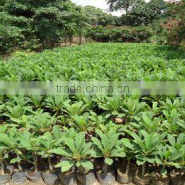 Plumeria Rubra