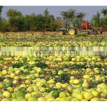 Buy Big Siz BLACK MELON SEEDS photo-5