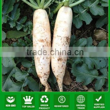 NR01 Norma Quality radish seeds factory