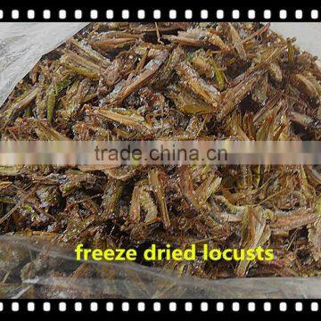 Pet Food Dried Locusts