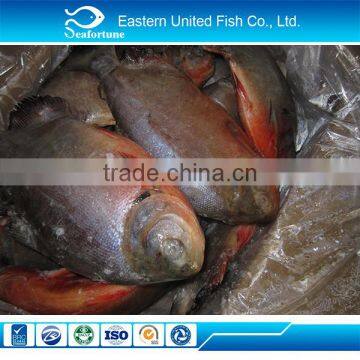 frozen pomfret export to Africa