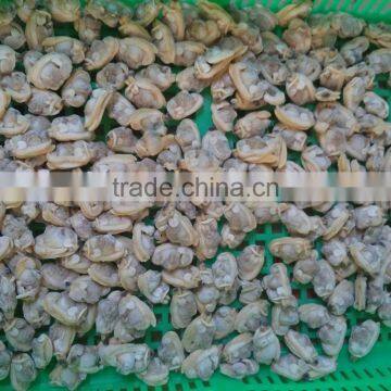 Frozen Wholesale Baby Clam Meat Taste Well for Sale photo-2
