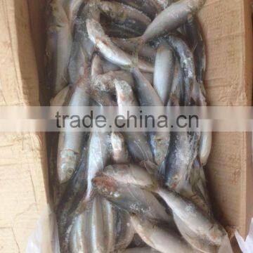 NEW FISH FROZEN SARDINE SEAFOOD FOR SALE photo-5