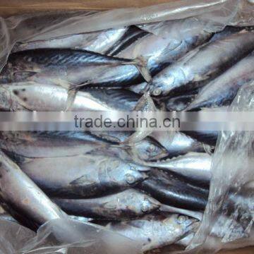 Frozen Whole Round Bonito Tuna photo-3