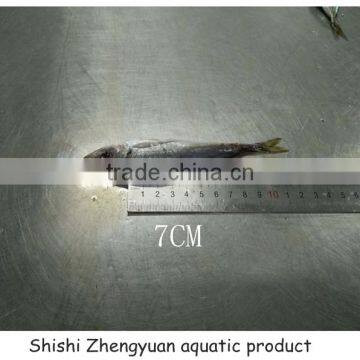 Fresh Frozen HGT Horse Mackerl 6-8cm Loose Package photo-3