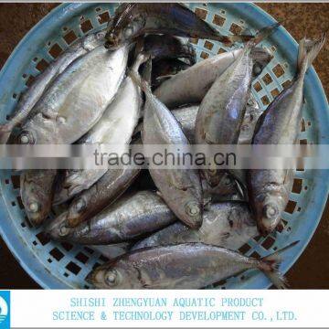Sea Foood Big Eye Frozen Horse Mackerel photo-2