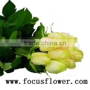 Hotsale roses flowers fresh cut flowers vendela rose for decoration from kunming ecuador wholesale flowers