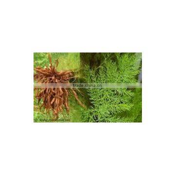 Asparagus Racemosus Root Extract photo-2
