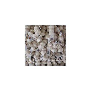 Natural Fresh 5cm Snow White Garlic 3p Small Packing In Carton Box photo-5