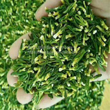 Lotus Plumule Lotus Seed Core Lotus Heart Lotus Seed Extract Lose Weight Tea Clear Fire Lotus Core Tea photo-2