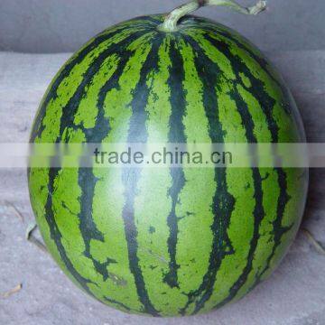 Xingyan JF chinese watermelon hybrid seed