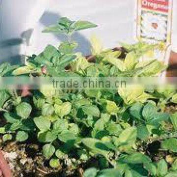 Oregano Oil (Origanum Vulgare) photo-4