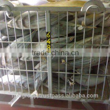 Skipjack Whole Round (frozen on Board) photo-3