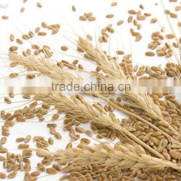GMP Food Grade Wheat Germ Oil