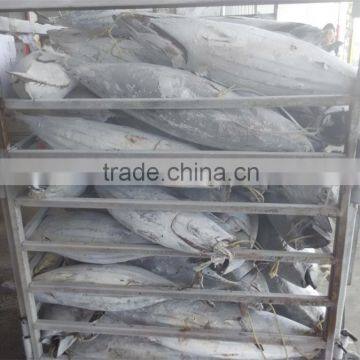 Sea Frozen Whole Round Skipjack Tuna Good Price