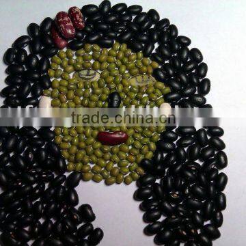 Green mung bean/mung bean( sprouting type, 2010 crop, jilin origin, hps)