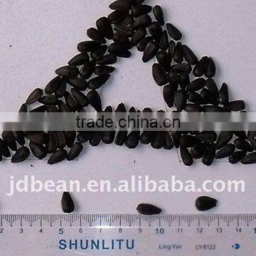 HPS Oil sunflower seeds (for oil GF2)