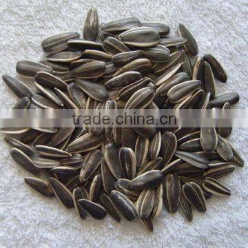 new fresh long shape sunflower seed