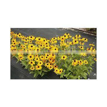 Rudbeckia hirta (Rudbeckia, Gloriosa Daisy)