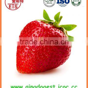 For Sale Best Quality Whole Fresh Strawberry