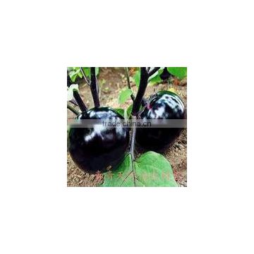 Hot Sale Hybrid Black Round Eggplant Seeds For Cultivation