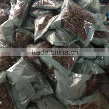 Strip Black Fungus Mushroom photo-2