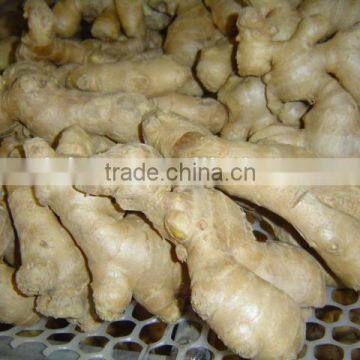 New Fresh Ginger photo-2