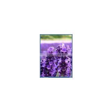 Lavender Extract Powder