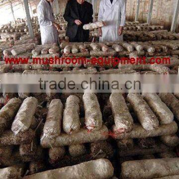 Hot Sale From China Professional Manufacturer Shiitake Mushroom Log photo-3