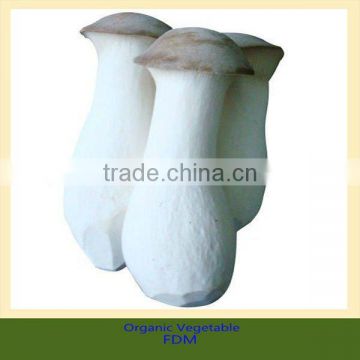 kinds of edible mushrooms