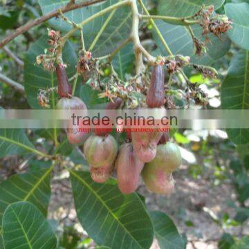 Fresh Vietnamese cashew kernels