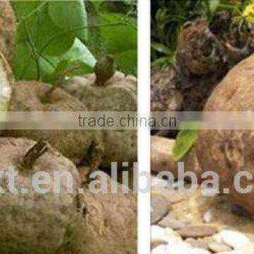 Thailand Pueraria Mirifica Capsules Breast Enhancement 1000 Grains photo-2