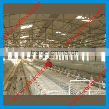 Africa type chicken layer cage
