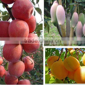 China Supplier Liquid Root Organic Fertilizer for Agriculture photo-6