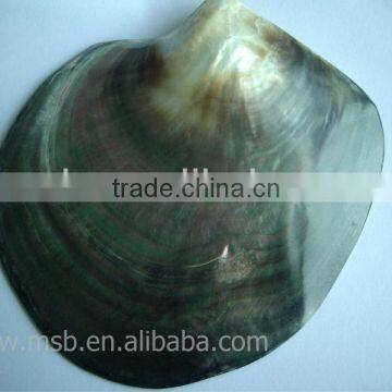 NEW Polished Tahiti Black Lip Shell Plate photo-2