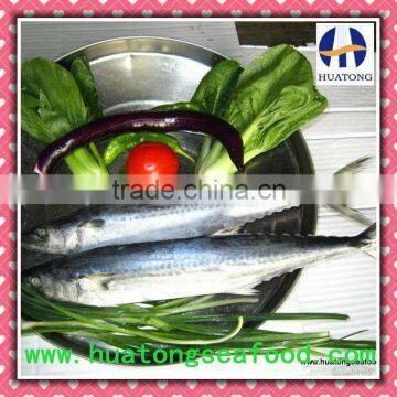 IQF Silver Pomfret seafood