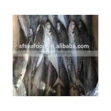 jack mackerel frozen fish food