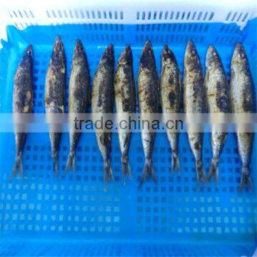 high quality and best fresh frozen mackerel fish