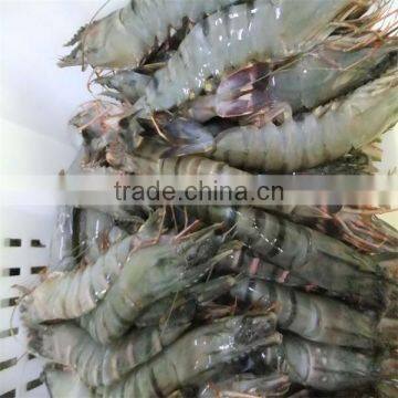 Frozen Shrimp Scampi Recipes